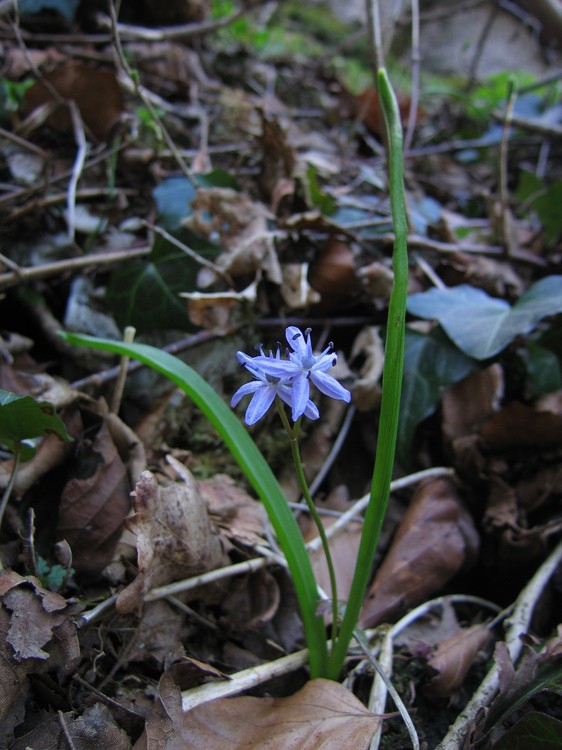 Scilla bifolia