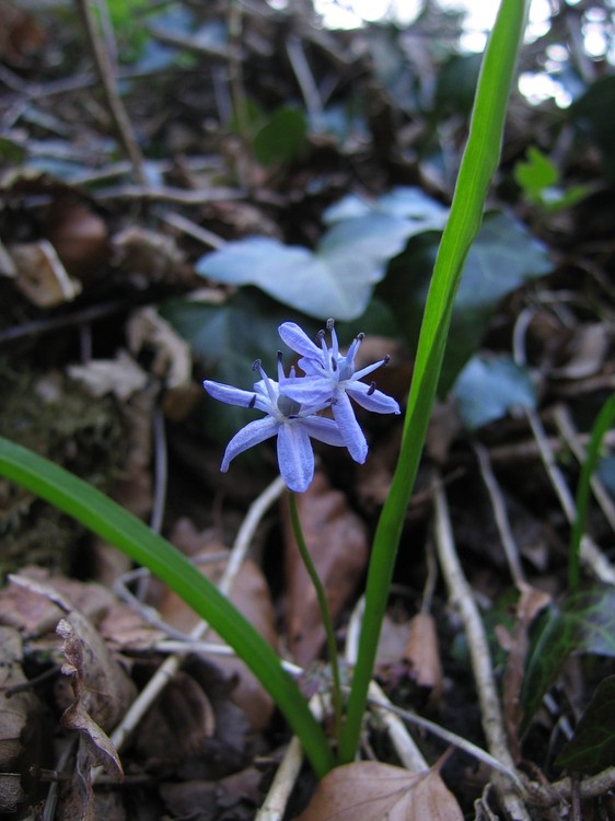 Scilla bifolia