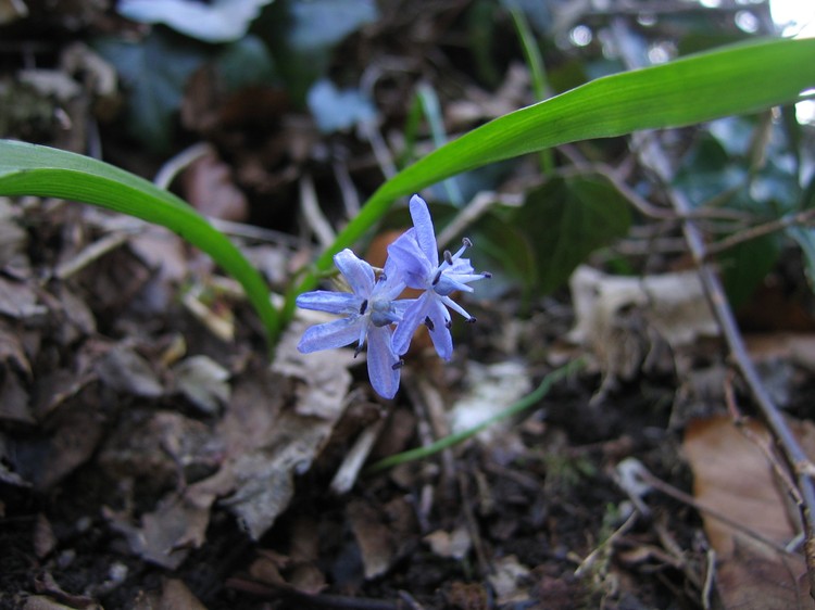 Scilla bifolia