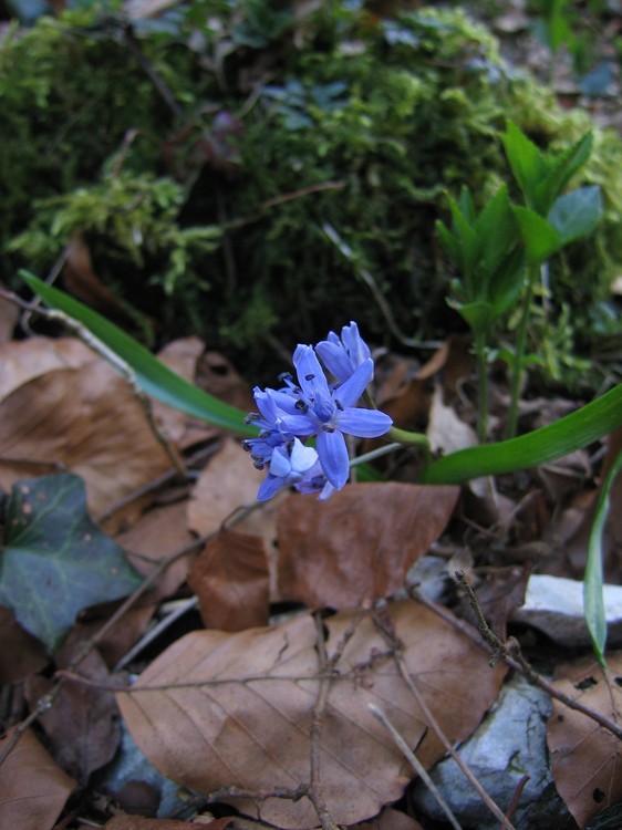 Scilla bifolia