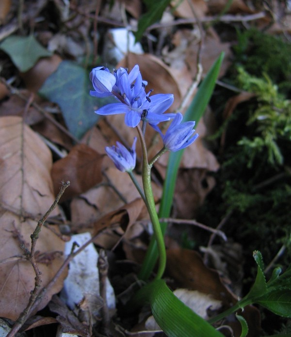 Scilla bifolia