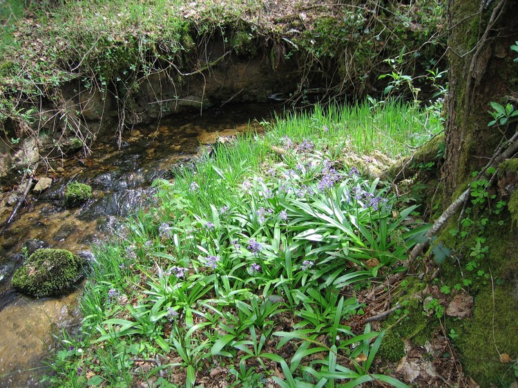 Scilla lilio-hyacinthus
