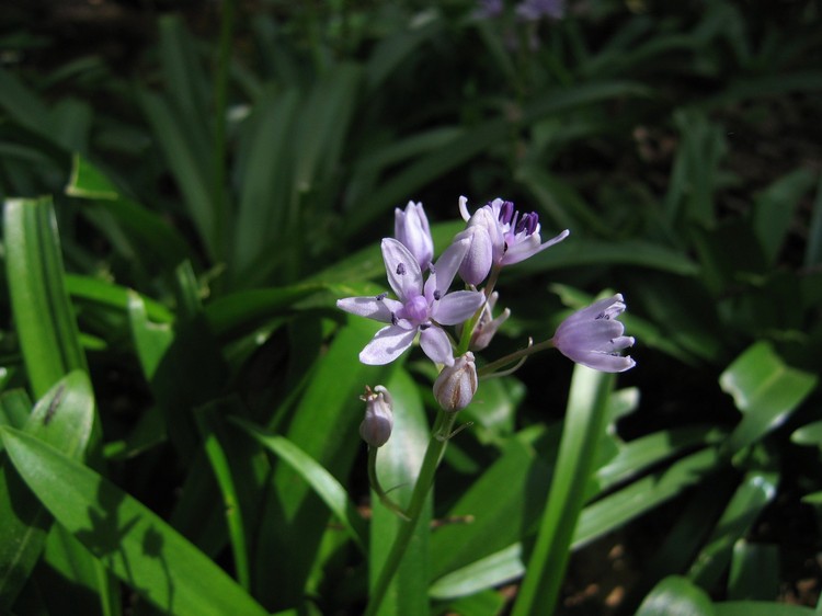 Scilla lilio-hyacinthus
