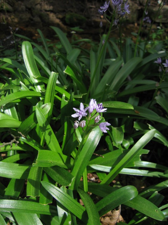 Scilla lilio-hyacinthus