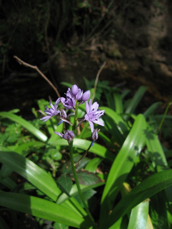 Scilla lilio-hyacinthus