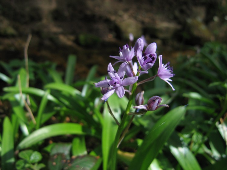 Scilla lilio-hyacinthus