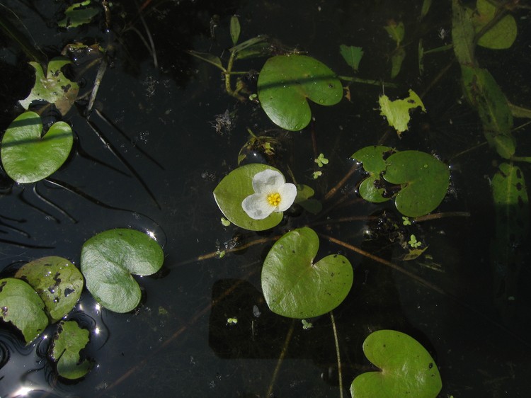 Hydrocharis morsus-ranae