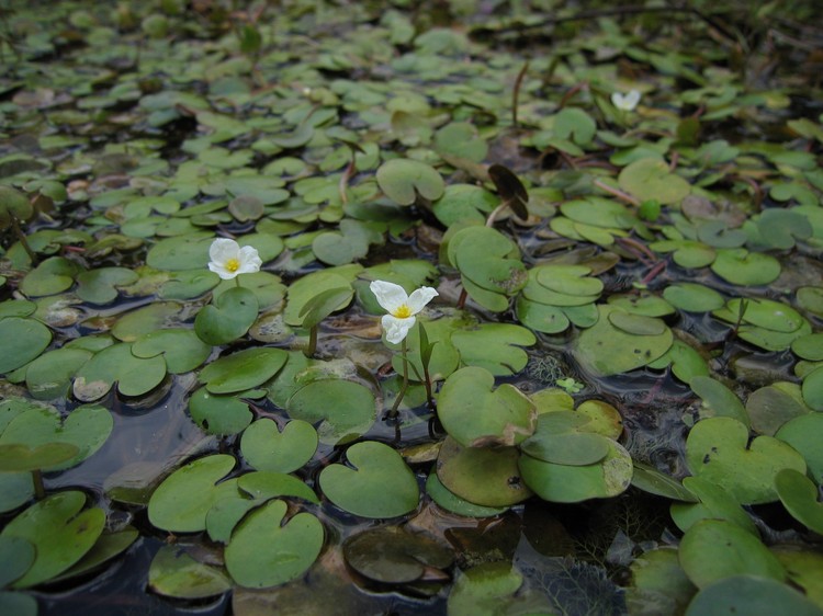 Hydrocharis morsus-ranae