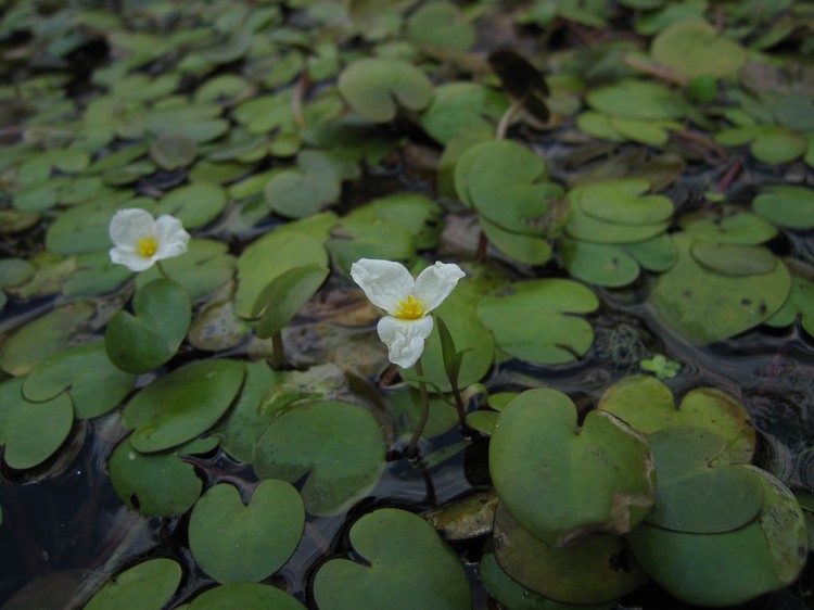 Hydrocharis morsus-ranae
