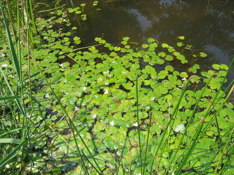 Hydrocharis morsus-ranae