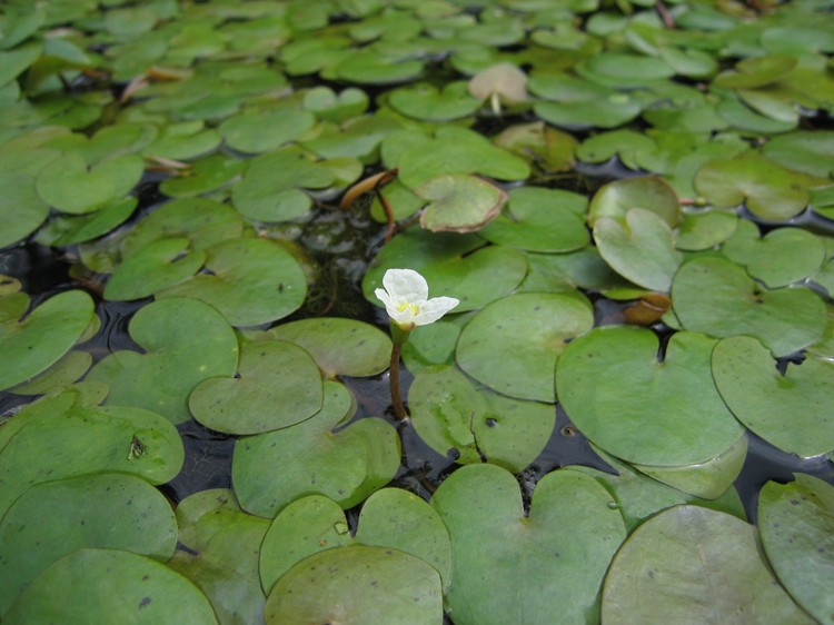 Hydrocharis morsus-ranae