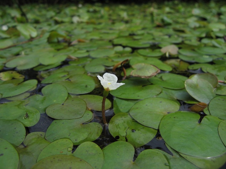 Hydrocharis morsus-ranae
