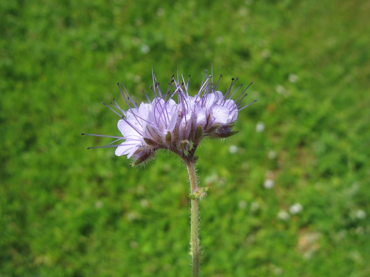 Phacelia tanacetifolia