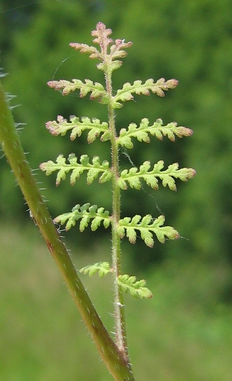 Phacelia tanacetifolia