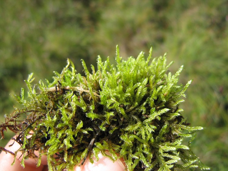 Hypnum cupressiforme