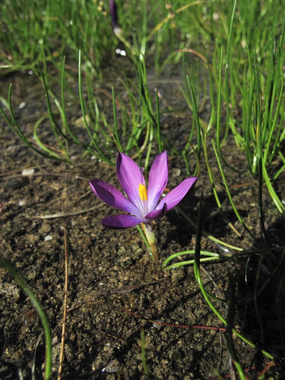 Romulea requienii