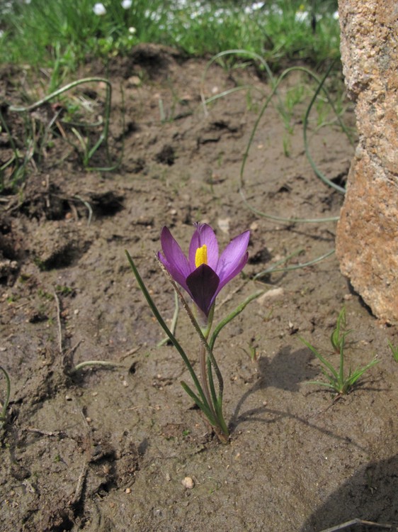 Romulea requienii
