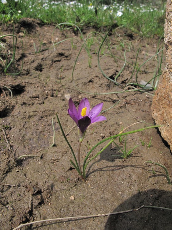 Romulea requienii