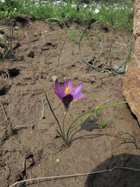 Romulea requienii