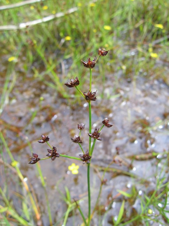 Juncus acutiflorus