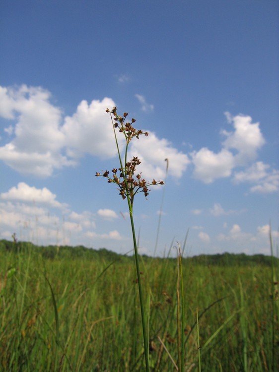 Juncus acutiflorus