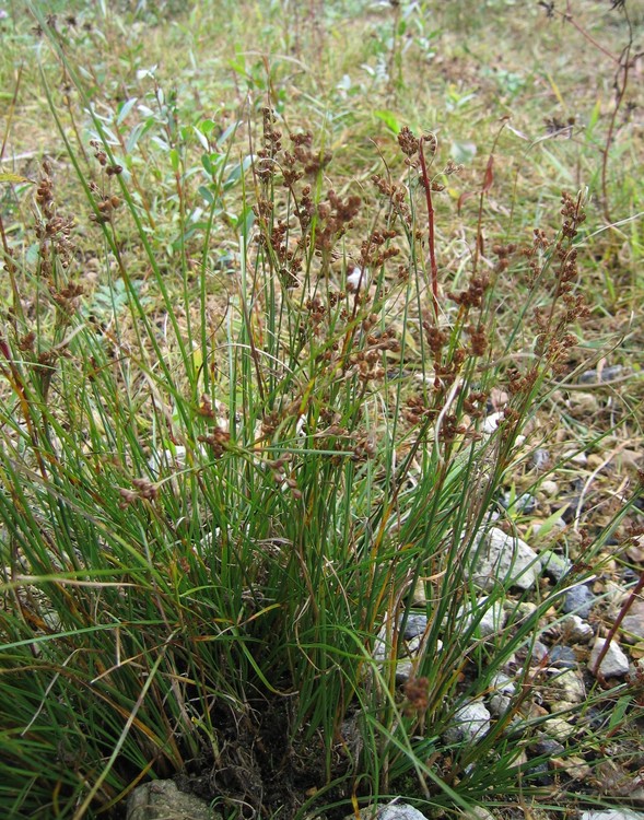 Juncus compressus