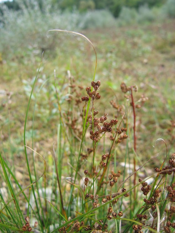 Juncus compressus