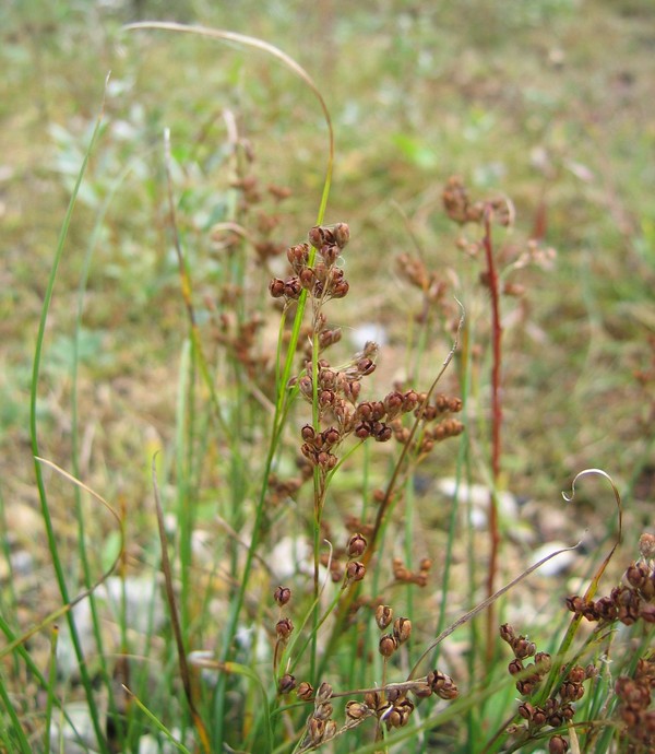 Juncus compressus