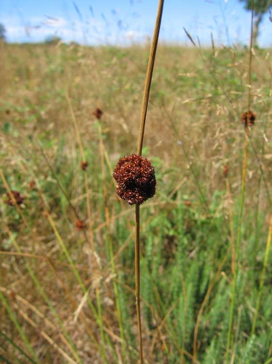 Juncus conglomeratus