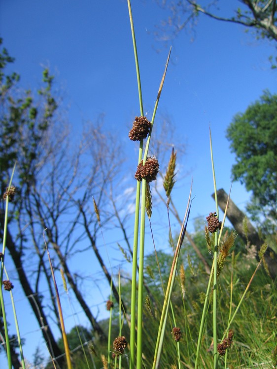 Juncus conglomeratus