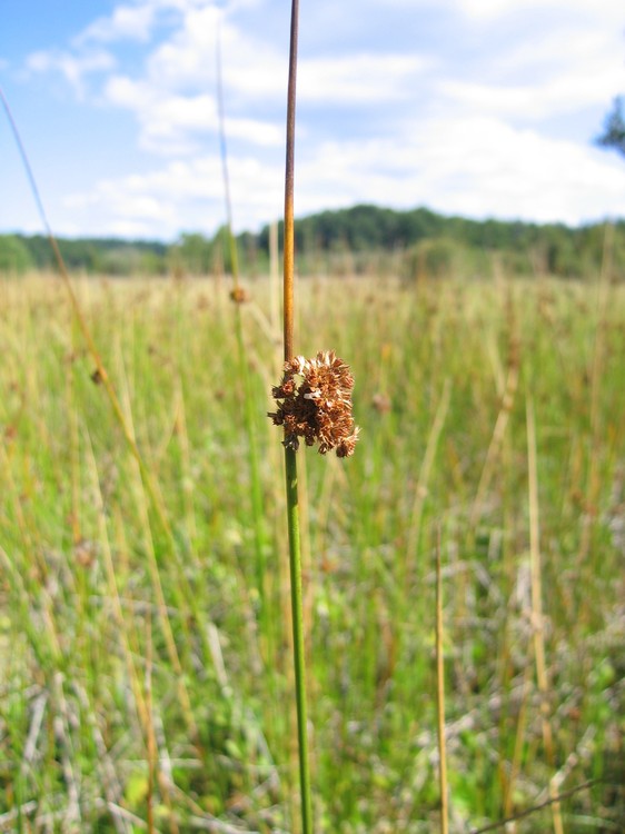 Juncus effusus