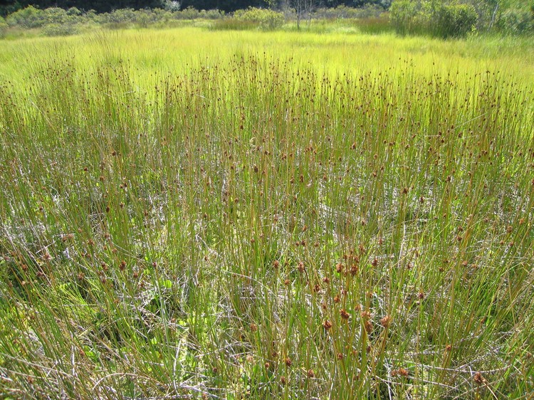 Juncus effusus