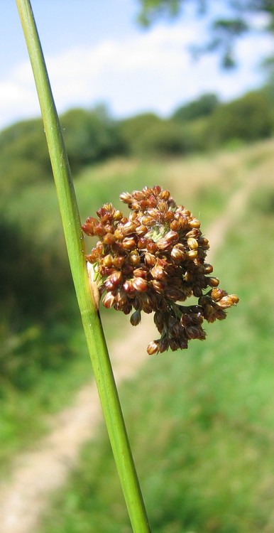 Juncus effusus