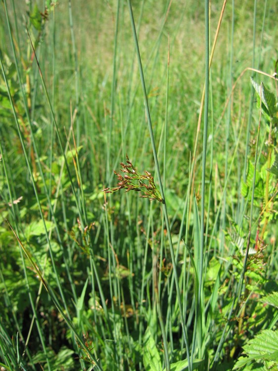 Juncus inflexus