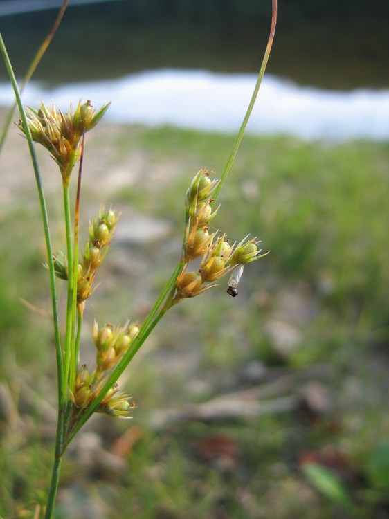 Juncus tenuis