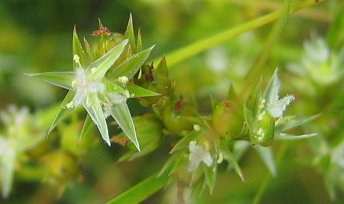 Juncus tenuis