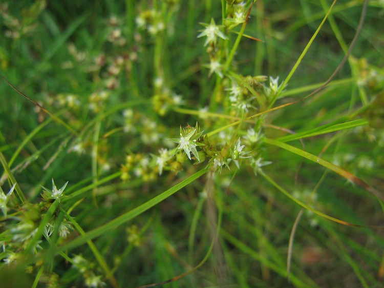 Juncus tenuis