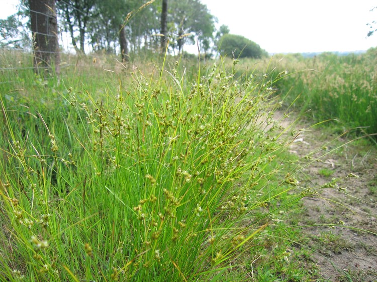 Juncus tenuis