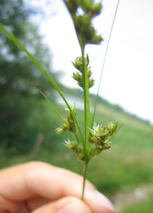 Juncus tenuis