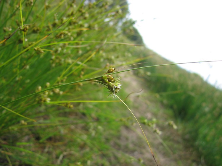 Juncus tenuis