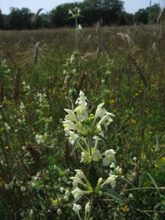 Galeopsis segetum