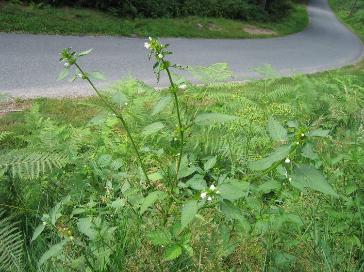 Galeopsis tetrahit