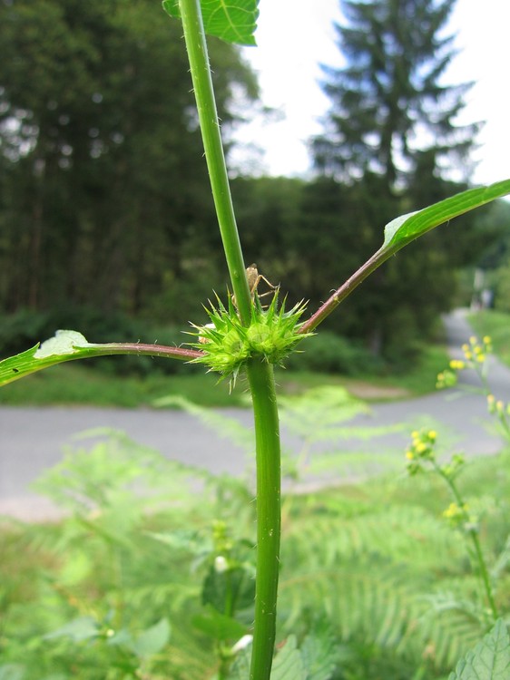 Galeopsis tetrahit