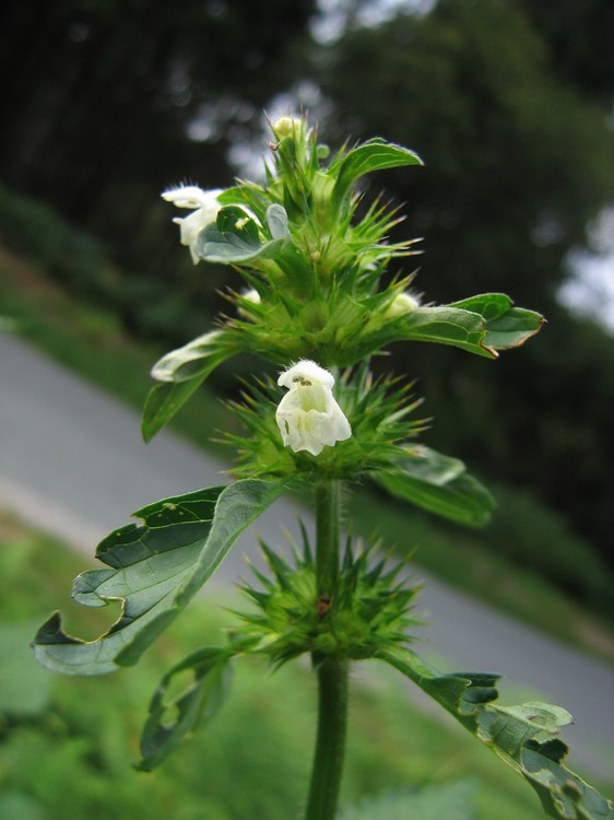 Galeopsis tetrahit