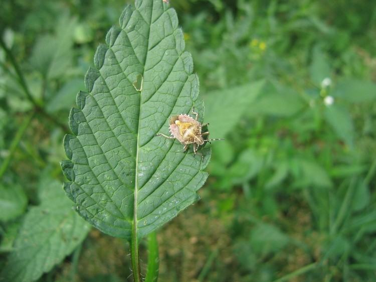 Galeopsis tetrahit