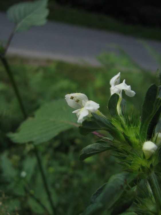 Galeopsis tetrahit