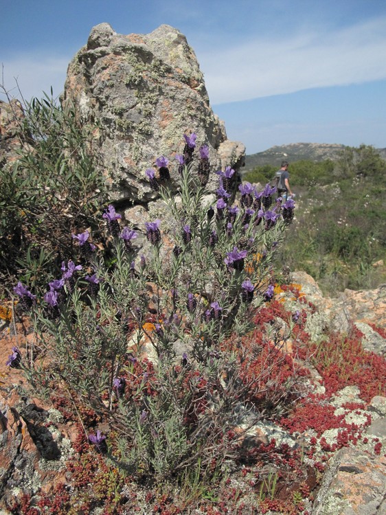 Lavandula stoechas