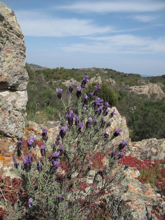 Lavandula stoechas