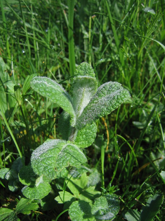 Mentha suaveolens