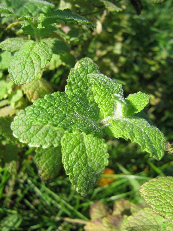 Mentha suaveolens